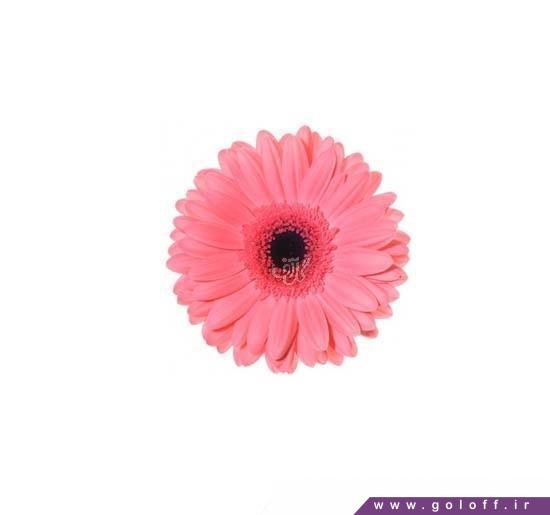 گل ژربرا بیسمارک - Gerbera | گل آف